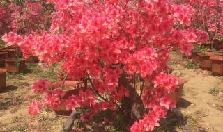 映山红树苗 映山红树苗