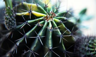 仙人掌原产 仙人掌原产