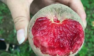 朱砂是哪里的特产 朱砂是哪里的特产