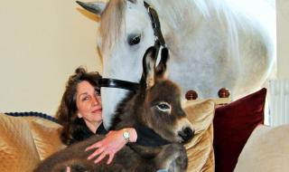 创造与魔法英俊白马 创造与魔法英俊白马